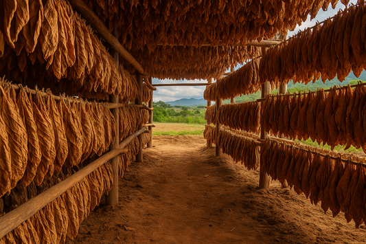 nicaraguan cigars